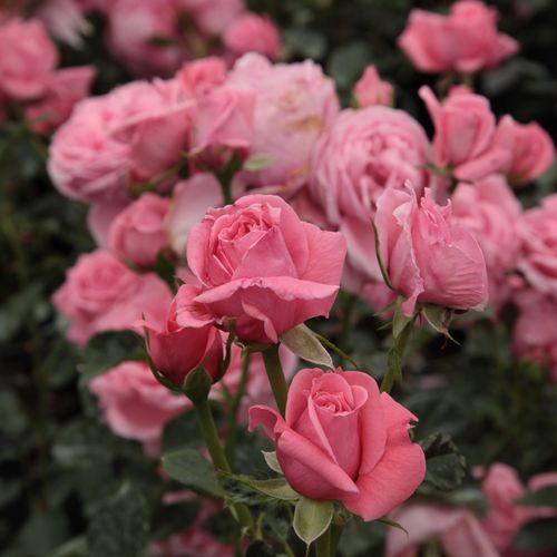 Rosa Coral Dawn - rose - Fleurs groupées en bouquet - rosier à haute tige - retombant